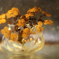 Bokeh, hydrangea, vase