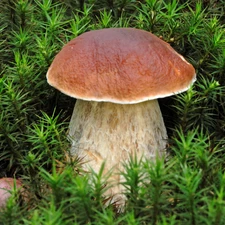 Moss, Real mushroom, boletus