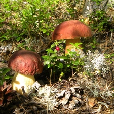 forest, beatyfull, boletus, Two cars