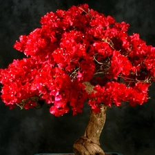 Red, sapling, Bonsai, Bougainvillea