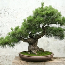 sapling, Bonsai