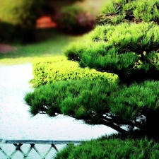 Bonsai, Park, sapling