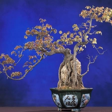 Bonsai, pot, sapling