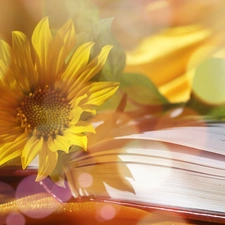 Sunflower, Book