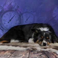 lying, Border Collie, clocks, dog