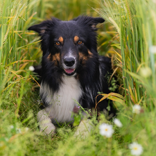 lying, Border Collie, corn, dog