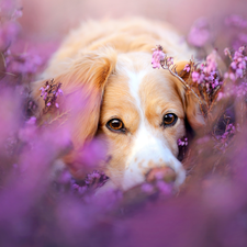 heather, dog, Alpine Dutch