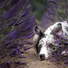 muzzle, lavender, dog, Border Collie, lying