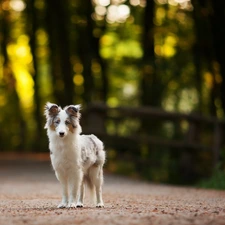 Border Collie, Way