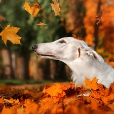 Park, Leaf, Russian Chart, Red, autumn, dog, Borzoi