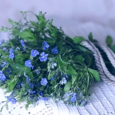 bouquet, Blue, flowers