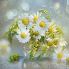 Bokeh, bouquet, Flowers, Wildflowers, chamomile