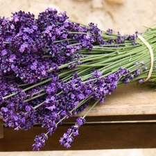 lavender, bouquet