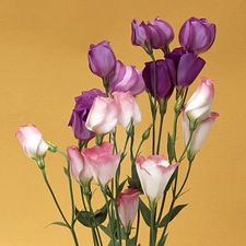 Eustoma, bouquet