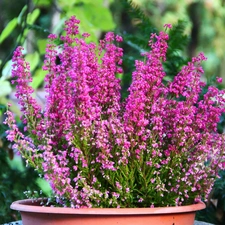 bowl, Pink, heathers