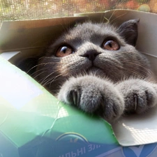 cat, Box