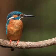 kingfisher, branch