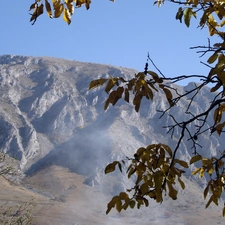 Leaf, Mountains, branch pics