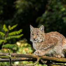Lynx, branch