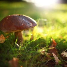 light breaking through sky, Close, bolete, Leaf, Mushrooms