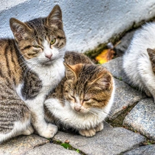 brick, paving, Sleeping, puss, Three