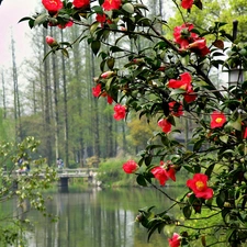 Bush, Park, bridge, blur, River, flower