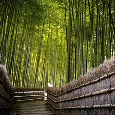 bridge, bamboo, forest