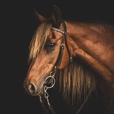 bridle, Horse, head