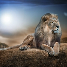 Lion, sun, Rocks, glamour