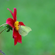 red hot, butterfly, Brimstone Butterfly, Dalia