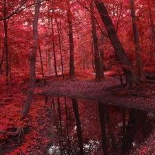 brook, autumn, viewes, forest, trees