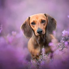 dog, dachshund, heathers, Brown