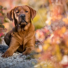 dog, Puppy, Plants, Brown