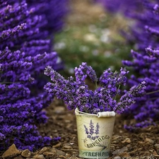 lavender, Bucket