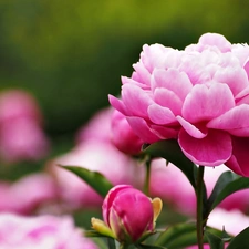 peony, Colourfull Flowers, bud