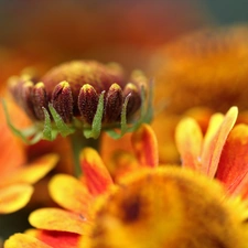 Yellow, Flowers, bud, Helenium, Red, color