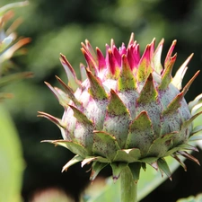 teasel, bud