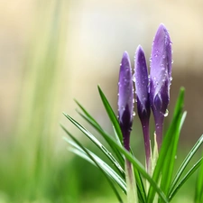 Buds, drops, purple, Flowers, crocuses