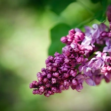 Buds, without, Flowers