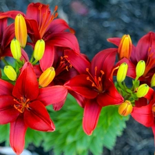 Buds, Red, lilies