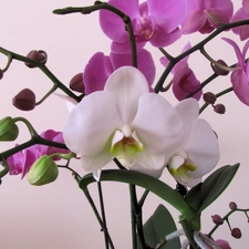 orchid, Buds