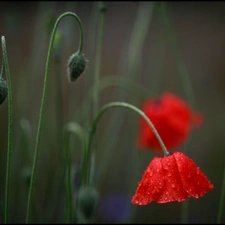 red weed, stems, Buds, Flowers