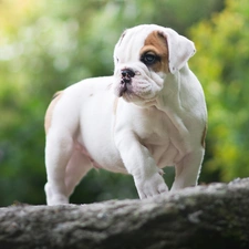 trees, Puppy, English Bulldog