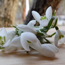 snowdrops, small bunch