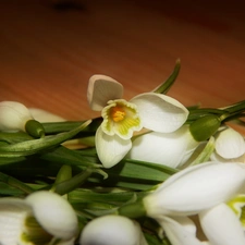 snowdrops, small bunch