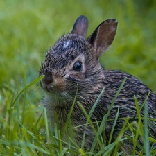 Bunny, small, honeyed