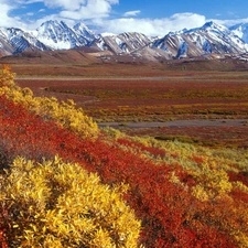 Bush, Mountains, autumn