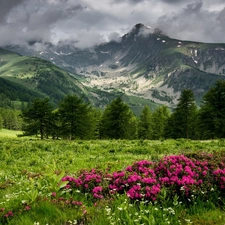 trees, viewes, Azaleas, Meadow, rhododendron, forest, Mountains, Bush