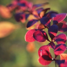 barberry, Leaf, Bush, Red