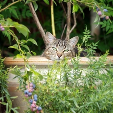 cat, Park, Bush, bowl